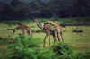 20020820Arusha10.JPG (40528 bytes)