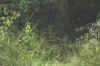 20020820Arusha6.JPG (47179 bytes)