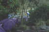 20020821Machame4.JPG (38293 bytes)