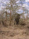 20020901Serengeti1.JPG (90883 bytes)