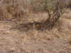 20020901Serengeti2.JPG (88058 bytes)