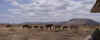20020903Serengeti3.JPG (19407 bytes)