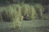 20020903Serengeti4.jpg (40708 bytes)