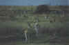 20020903Serengeti7.jpg (22959 bytes)